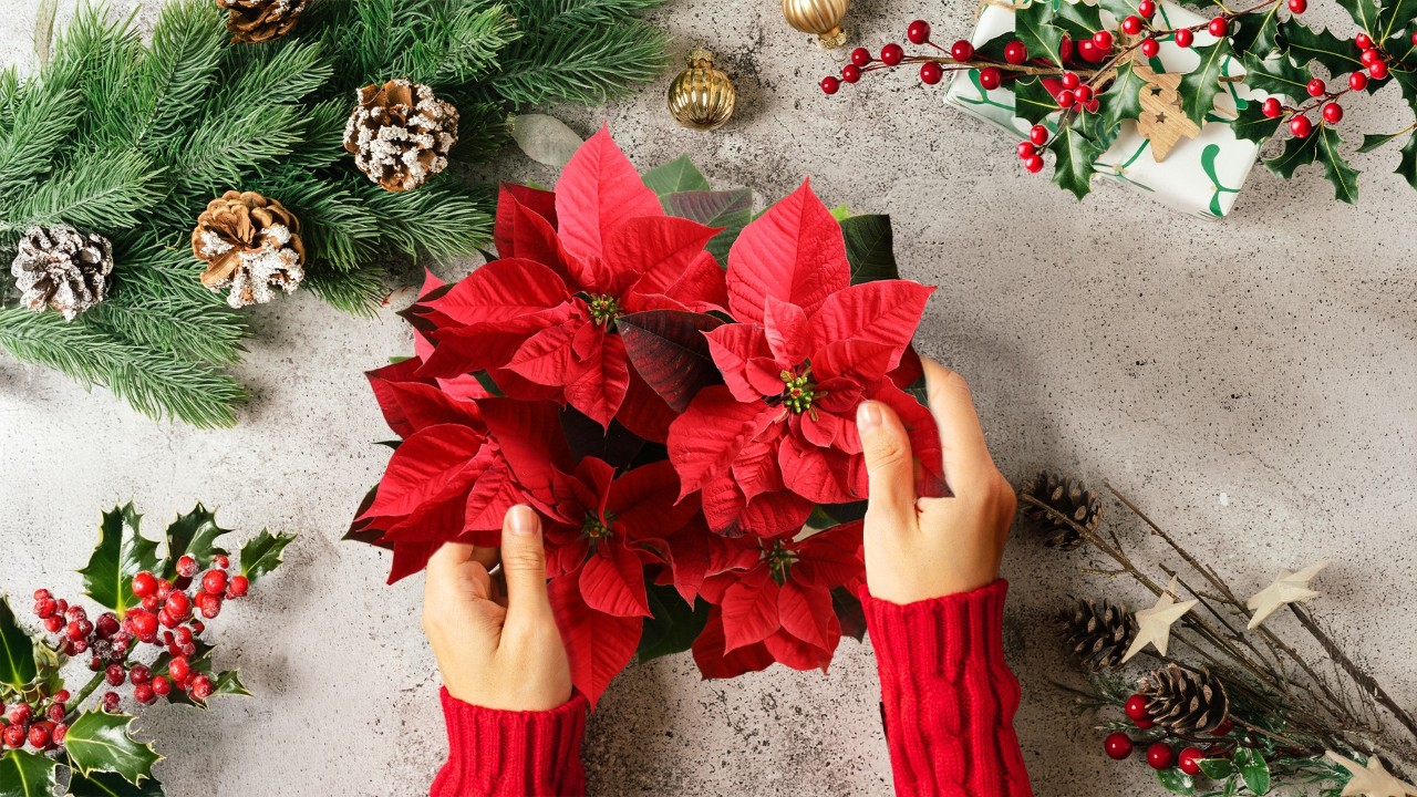 Sensory Moments - Christmas Train Show