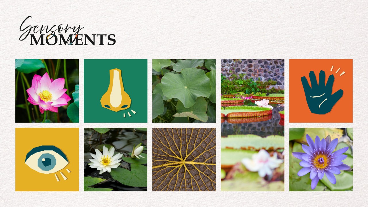 Sensory Moments – Lilytopia