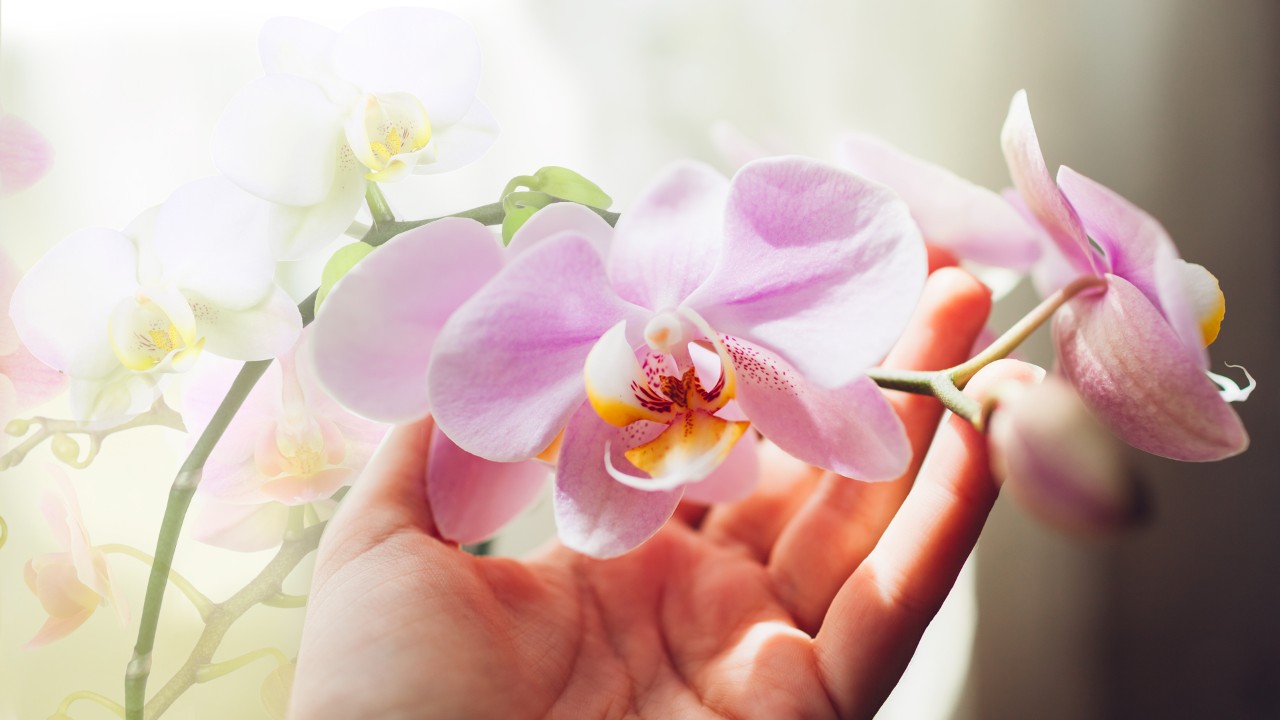 Sensory Moments - Orchid Extravaganza