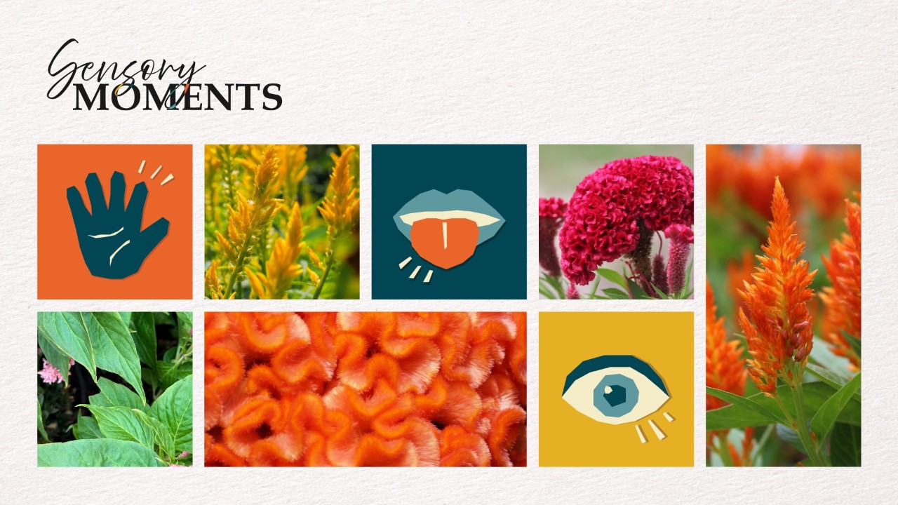 Sensory Moments - Spring Blossoms