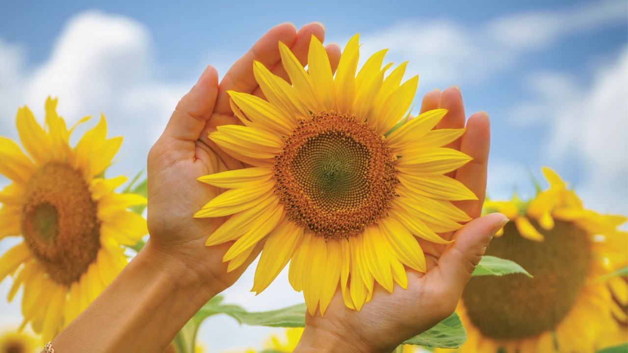 Sensory Moments - Sunflower Surprise