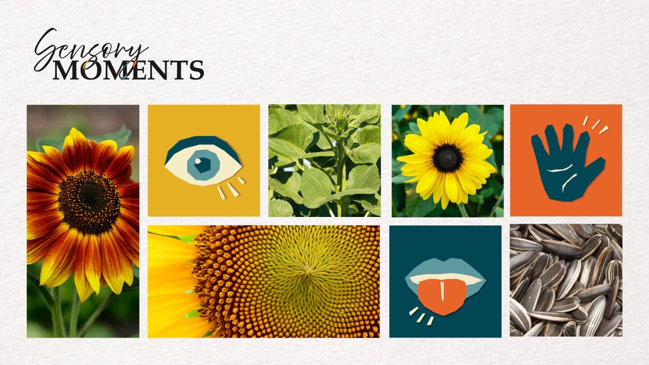 Sensory Moments-Sunflower Surprise